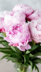 Obraz premium Fresh pink peony flowers 