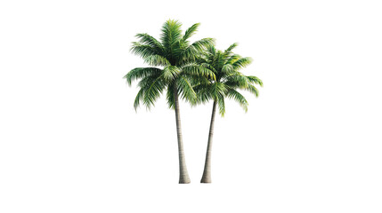 Obraz premium Tropical palm trees cluster clipart image digital art direct view nature concept