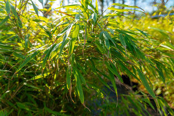 Vibrant green bamboo leaves sway gently in the breeze under the bright sunlight in a lush garden
