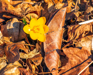 Yellow crocus flower on clear sunny day. Fresh spring crocus close-up. Spring concept.