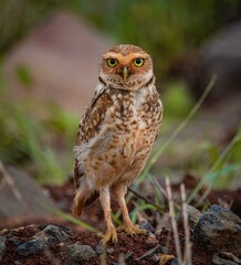 Burrowing owl in natural habitat