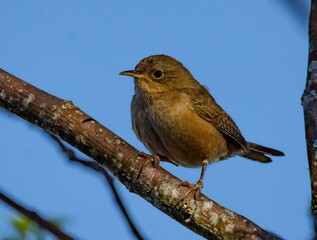 Wren (Troglodytes musculus)