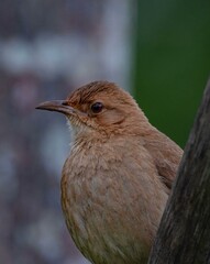 John of the Clay (Furnarius Rufus)