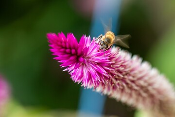 bee attracted by the smell of flowers, feeds and pollinates and ensures the reproduction of plants