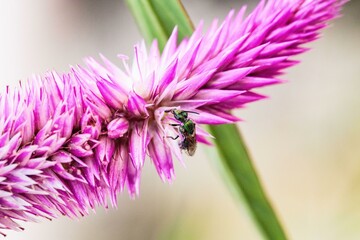 bee feeding and pollinating flowers in spring
