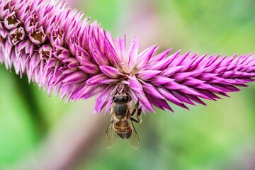 Bee performing pollination as it passes from flower to flower feeding on flower nectar