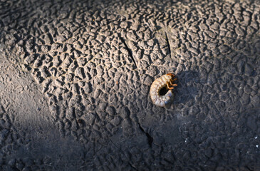 larva of the May beetle. Melolontha