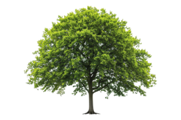 Strong and beautiful beech tree with wide branches and delicate green leaves isolated on transparent background