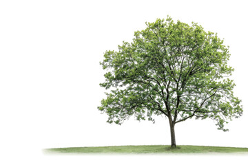 Obraz premium Beech tree with stunning autumn foliage in rich golden hues isolated on transparent background