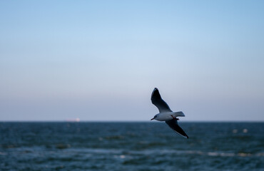 Seagull flying over the sea with a clear blue sky in the background. Coastal bird in flight above ocean waves. Freedom and nature concept.