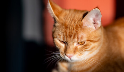 Close-up portrait of an orange tabby cat with amber eyes in sunlight. Domestic feline with short fur and whiskers. Pet photography and animal portrait concept