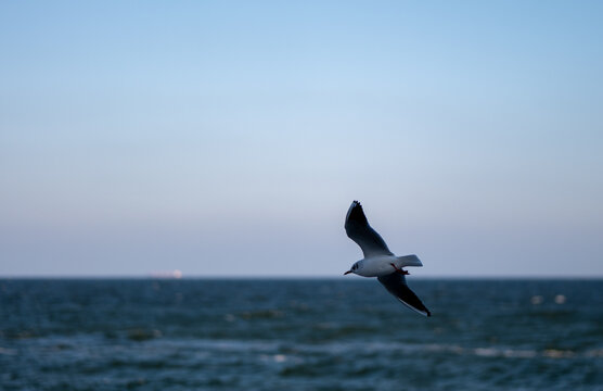 Seagull flying over the sea with a clear blue sky in the background. Coastal bird in flight above ocean waves. Freedom and nature concept.