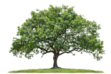 Obraz premium Striking black walnut tree with intricate bark patterns and large, healthy leaves isolated on transparent background