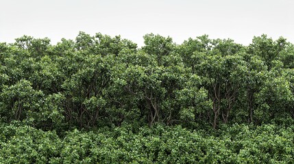 Fototapeta premium A large group of trees that are in the middle of a field