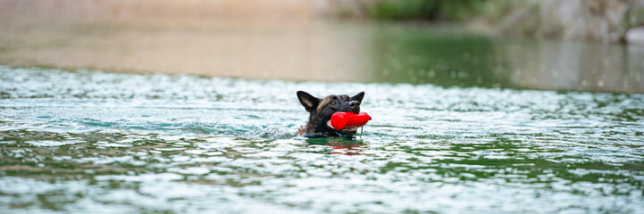 Determined dog swimming with a red toy