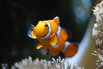 fish in aquarium