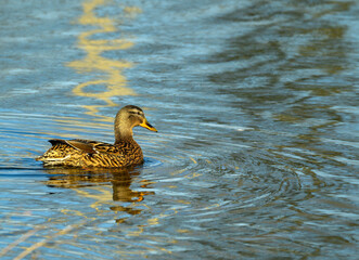 A duck glides serenely across a tranquil body of water, its feathers glistening in the soft light of the golden hour. Ripples spread around it, creating a peaceful atmosphere