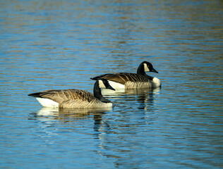Two geese glide across the serene water, their reflections shimmering in the sunlight. The clear...