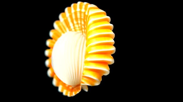Orange seashell ocean background isolated studio shot