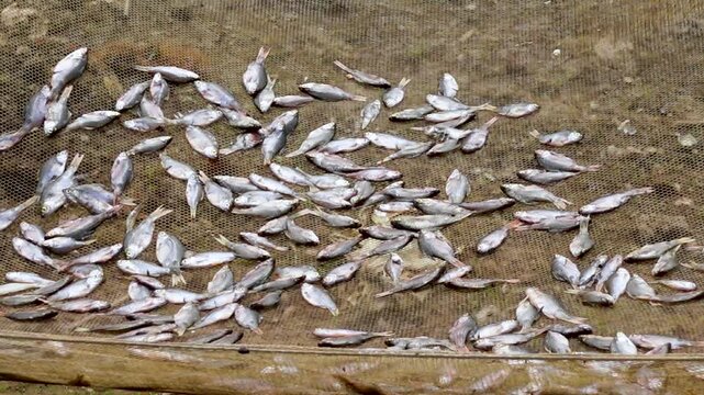 Small fish are being dried in hanging nets in the haor area of Sunamganj, Bangladesh.