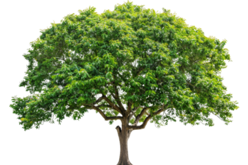 Autumn scene featuring a chestnut tree with falling leaves and scattered chestnuts on the ground isolated on transparent background