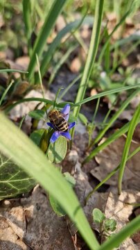 Close-up of a bee collecting nectar from a small alpine squill purple flower in the spring meadow. Purple blooming Scilla bifolia among green drass and dry leaves. Springtime pollination