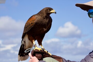 Closeup details of a Harris Falcon