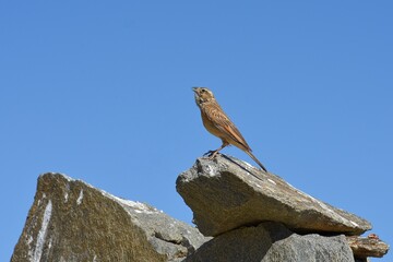 Singende Lerche in der Namib