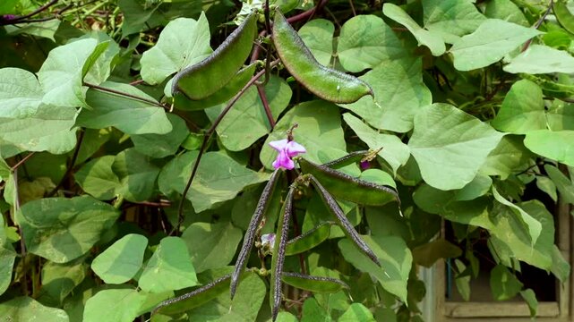 Some fresh Flat green purple beans are hanging from a vegetable plant. Also known as Helda beans, flat beans are similar to the well-known runner bean.