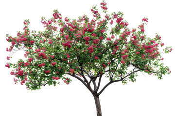 Fototapeta premium A beautiful crabapple tree with branches filled with clusters of red fruit and fresh green leaves isolated on transparent background