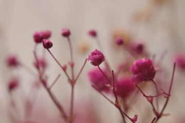 Smoke soft focus dry wild grass with water drop. Nature pink, beige, brown neutral background.