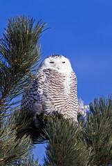 snowy owl