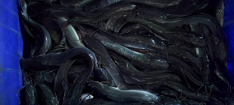 Catfish, which are sold by fresh fish traders traditional Jambu Dua, in Bogor City