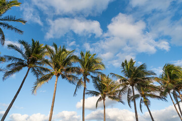 Summer vacation in Florida. Palm tree of California. Tropical beach in Miami. Tropical outdoor scene with palm tree. Tropical summer vacation. Exotic nature. Palm tree. Tropical palm grove