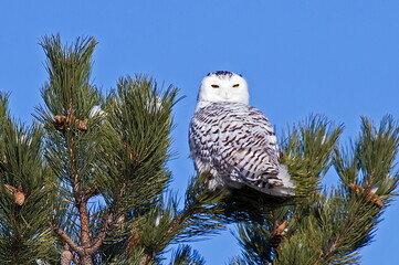 snow owl