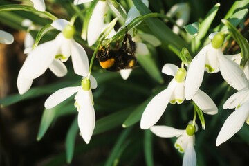 Schneeglöckchen mit Biene bei Sonne am Nachmittag im Frühling