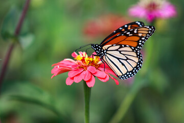 Beautiful butterfly resting on blooming wildflower in the Texas Hill Country
