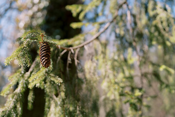 Brown cone on a fir branch in bright sunlight