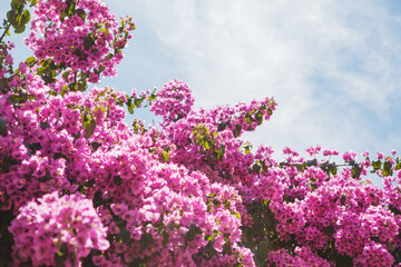 Obraz premium A bright bougainvillea on a blue sky on a sunny day