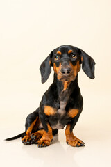 Obraz premium Standard black and tan Dachshund portrait on bright beige background