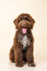 Smiling chocolate brown golden doodle puppy portrait on bright beige background