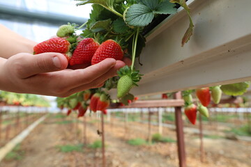 Hands picking strawberries. High quality 4k footage
