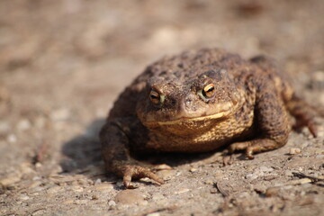 Brown toad on the ground