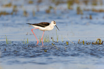 Stelzenläufer watet im seichten Wasser