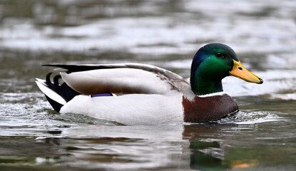 a beautiful mallard on a lake