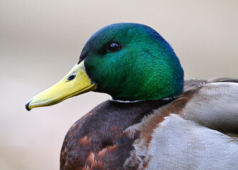 a mallard in a lake