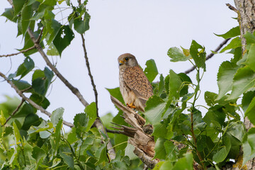 Turmfalke sitzt auf einem Baum