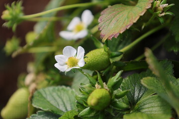 Strawberry flower plant. High quality photo