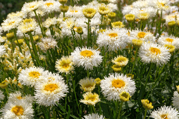 Fototapeta premium Beautiful summer flowers in full sun