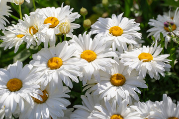 Beautiful summer flowers in full sun